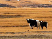 一个西藏传统家庭的60年变迁