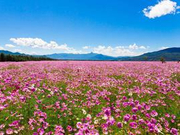 新华社评论员：让雪域格桑花更加烂漫