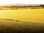 明年中央要为农村办16件大事 决胜小康之年攻坚战怎么打