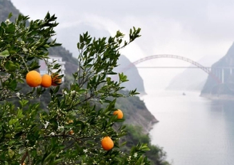 德天空：多特希望与布兰特续约，但球员需要接受降薪
