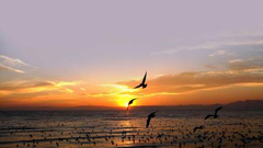 彩云之南下的候鸟天堂