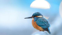 2019年度鸟类摄影师大赛