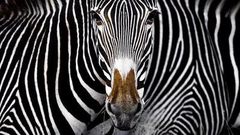 2019大自然保护协会摄影大赛