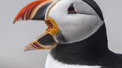 2017《美国国家地理》自然摄影大赛