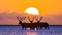 2017人民摄影"金镜头"奖