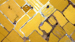 “秋天的童话”入选作品展