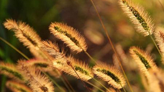 “一起随手拍秋色”作品精选