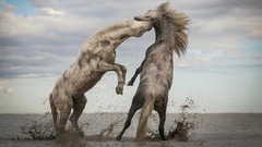 2018TNC全球摄影大赛