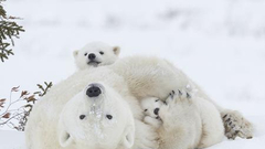 2018IPA“和谐”主题摄影大赛