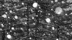 “郎静山杯”双年展