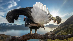 2019自然世界摄影大赛揭晓