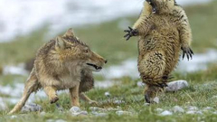 2019年度野生动物摄影师大赛