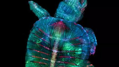 第45届尼康显微摄影大赛