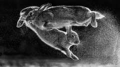 2019荷兰自然会谈国际摄影赛