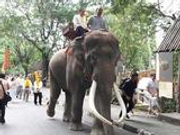 泰国2名象夫遭发情大象踩死 专家称游客需小心