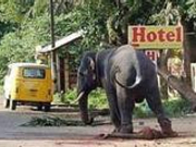 肯尼亚连续发生大象伤人事件 一个月内踩死3人