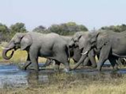 两名欧洲游客赞比亚拍照 因太靠近大象惨被踩死