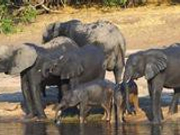 大象踩踏案泰方拟赔40万 遇难领队家属：不能接受