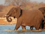 我驻泰使馆发布大象踩踏事件进展:为家属开具文书