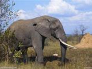 涉事行凶大象“退休” 驯象师遭指控