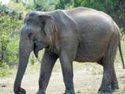 象夫：象尾遭游客挑弄 愤怒追人