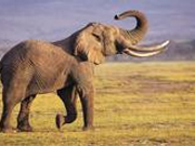 中国导游遭大象踩踏身亡 旅游局敦促泰方查明原因