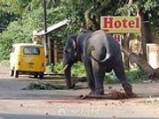 行凶大象被退休 目击者称当时无人拉象尾