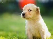 涉狗事件频出 中青报：爱人都做不到谈什么爱狗