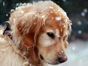 法制日报评民警棒杀金毛犬：板子别打执法者