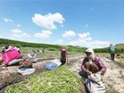 阿尔山产业“造血”脱贫记