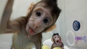 克隆猴“姐妹”嬉戏