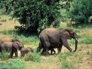 中领馆提醒：泰国大象骑行项目存风险 游客需谨慎