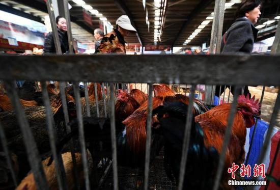 资料图:等待售卖的鸡笼里的鸡。 中新社记者 李进红 摄