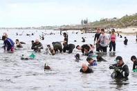 上万人奔向澳洲海滩挖鲍鱼 华人大妈全副武装