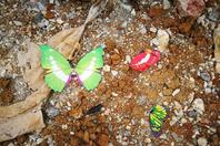 南宁蝴蝶展展出塑料蝴蝶 被曝光后紧急清理