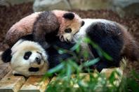 旅法大熊猫“圆梦”正式公开亮相