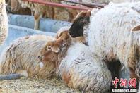 新疆天气严寒 绵羊喝水嘴上挂“冰块”