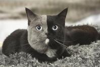 神秘“阴阳猫”拥有双色面孔