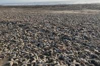 英国海滩现数万只海星尸体