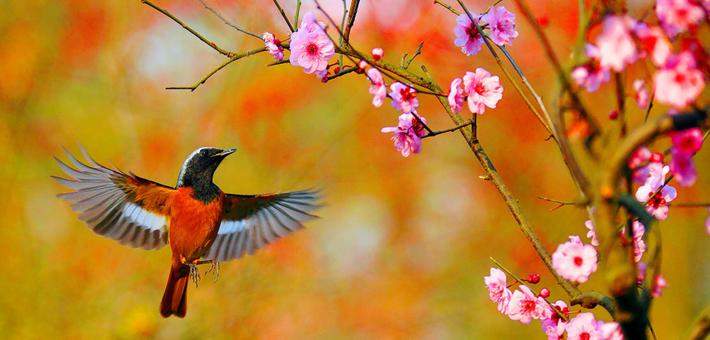 新浪爱拍周选：春来了