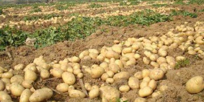 乌兰察布马铃薯价格目标指数保险 薯农不惧市