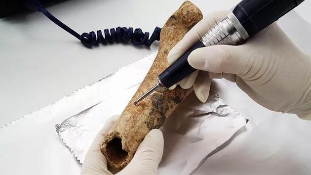 上图所示为一块据信可追溯至中世纪的人类股骨,研究人员正在取样做碳测年。 来源:James King-Holmes/Science Photo Library