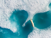 2018年无人机摄影大赛获奖者是——挣扎在浮冰间的北极熊