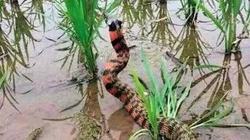 内江现怪蛇吓坏人