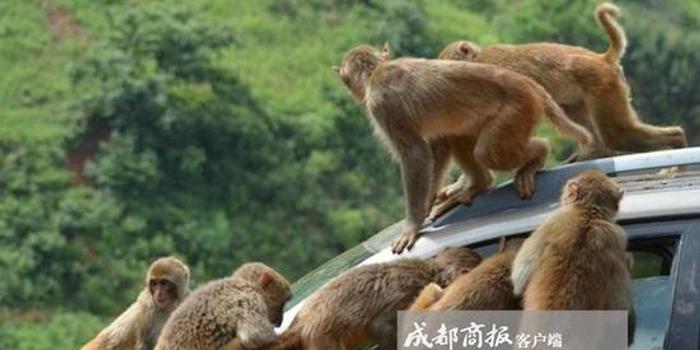 新乡猴子游玩攻略,新乡猴子游玩攻略图