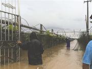 暴雨袭广安多地受灾看海.图