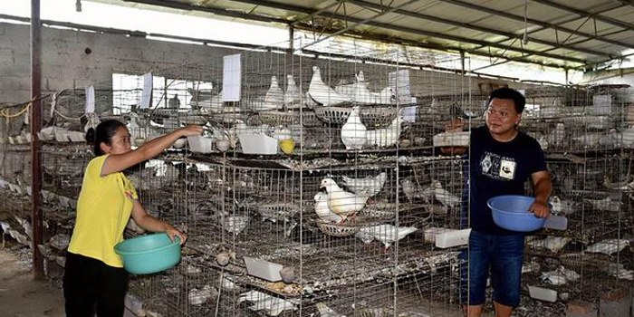 规模养殖户看过来 四川畜禽养殖场(小区)规模有