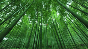 对邛崃两条河流的探访