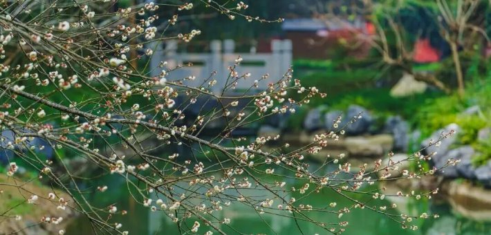 郫都望丛祠梅花满枝