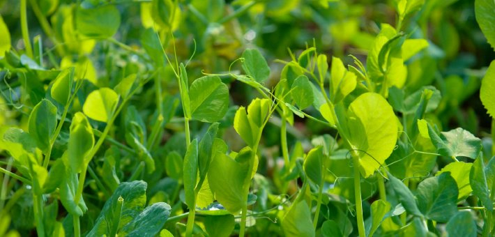 这片林下种出金堂人的“心尖尖”